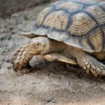 سبد خرید و پرداخت