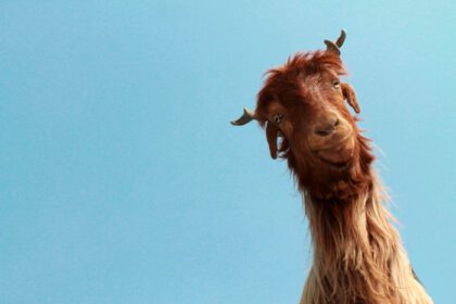 دانلود عکس از نزدیک حیوانات صورت بز با آسمان آبی