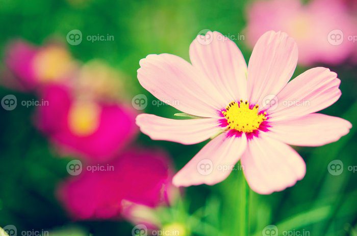 دانلود عکس گل کیهان در پس زمینه سبز
