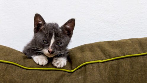 دانلود عکس گربه خاکستری روی کاناپه