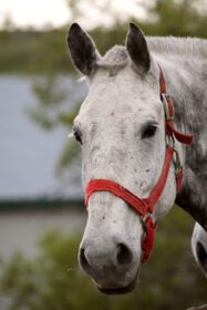 دانلود عکس اسب خاکستری که از روی حصار در ساسکاچوان نگاه می کند