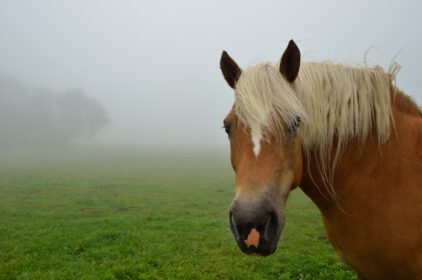دانلود عکس اسب از نزدیک با مه