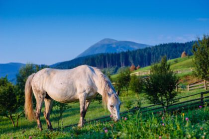 دانلود عکس چراگاه اسب در تابستان