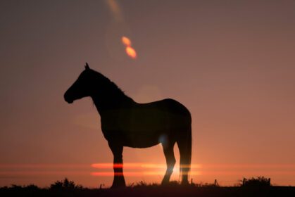 دانلود عکس سیلوئت اسب در چمنزار با غروب زیبا
