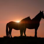 سبد خرید و پرداخت