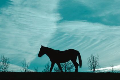 دانلود عکس سیلوئت اسب در علفزار با حیوانات آسمان آبی در