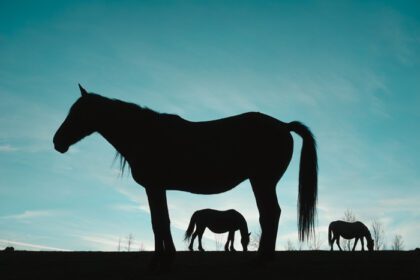 دانلود عکس سیلوئت اسب در علفزار با حیوانات آسمان آبی در