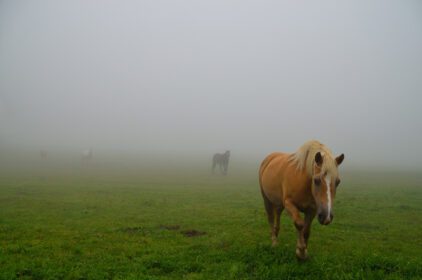 دانلود عکس اسب ها در مه ظاهر می شوند