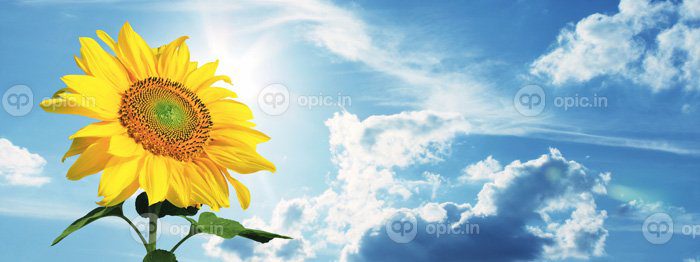دانلود فیلد عکس گل های آفتابگردان در پس زمینه آسمان آبی