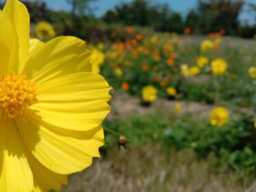 دانلود فیلد عکس شکوفه گل های زرد در پس زمینه طبیعت