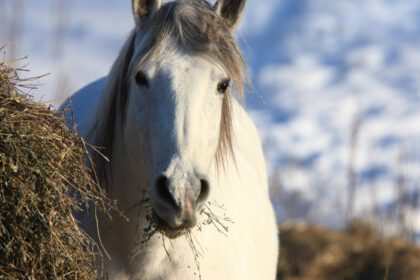 دانلود عکس اسب در طوفان زمستانی