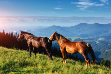 دانلود عکس اسب روی چمن در مرتع مرتع کوه های کارپات