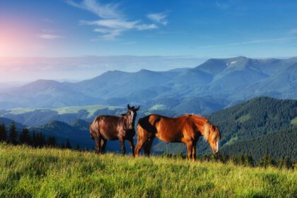 دانلود عکس اسب روی چمن در مرتع مرتع کوه های کارپات