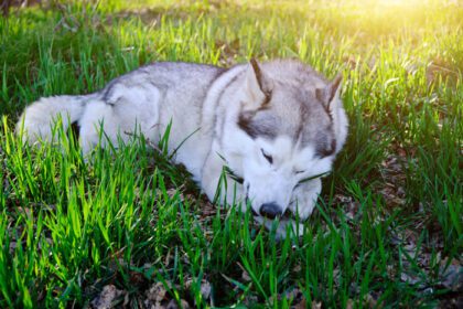 دانلود عکس سگ هاسکی روی چمن های سبز در یک پارک طبیعی در