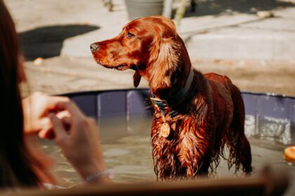دانلود عکس ستر قرمز ایرلندی در استخر سگ در یک روز گرم آفتابی مراقبت از حیوانات خانگی فضایی