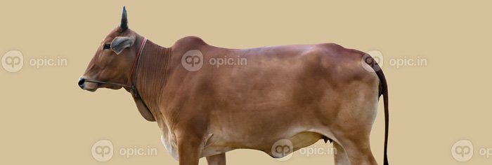 دانلود عکس مسیرهای برش سر و بدن گاو نر آسیایی جدا شده