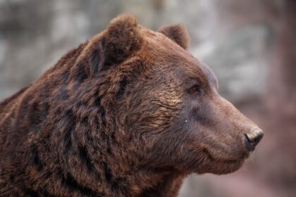 دانلود عکس خرس قهوه ای کامچاتکا