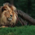 دانلود عکس میگوی آب پز در قابلمه داغ روی اجاق میگو میگو