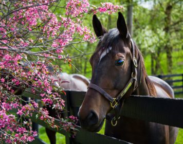 دانلود عکس اسب اصیل کنتاکی در بهار