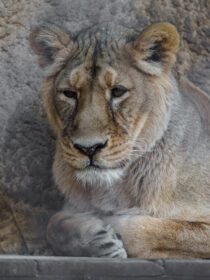 دانلود عکس شیر زن در باغ وحش