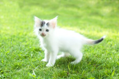 دانلود عکس بچه گربه کوچک روی چمن تابستان