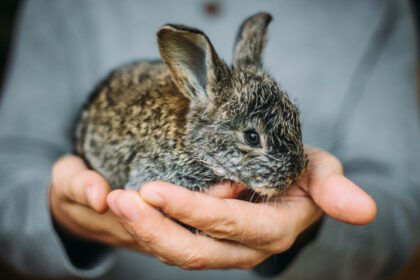دانلود عکس خرگوش کوچولو روی چمن سبز در روز تابستان کوتوله کوچولو