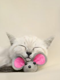 دانلود عکس گربه اسکاتلندی بامزه بامزه با موش اسباب بازی