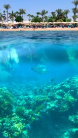 دانلود عکس مرجان های زنده دنیای طبیعی زیر آب اقیانوس