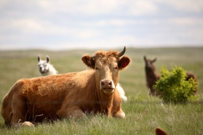 دانلود عکس لاما در حال اوج گرفتن از پشت گاو در ساسکاچوان خوش منظره