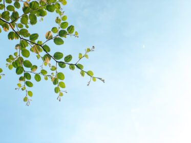 دانلود عکس شاخ و برگ سبز در برابر آسمان صاف برگ های طراوت