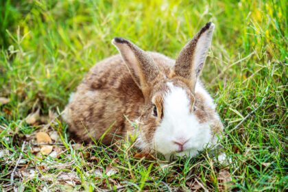 دانلود عکس خرگوش خرگوش ناز پشمالو در بهار زیبای چمنزار