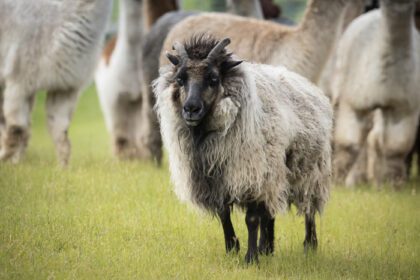 دانلود عکس گوسفند نر ایسلندی در علف