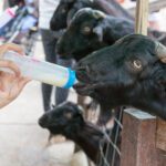 وکتور چند ماهی در حال شنا با هم نماد یین و