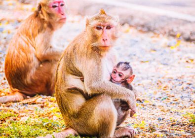دانلود عکس خانواده میمون و مادر و نوزاد حیوانات حیات وحش در طبیعت
