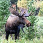 سبد خرید و پرداخت