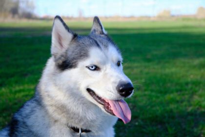 دانلود عکس پوزه خاکستری رنگ سگ سیبری نژاد هاسکی با زبانش