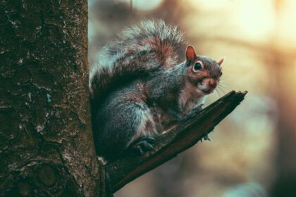دانلود عکس سنجاب آمریکای شمالی روی شاخه کوچکی در جنگل