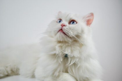 دانلود عکس صورت عروسک ایرانی چینچیلا گربه سفید کرکی حیوان خانگی ناز با چشمان آبی