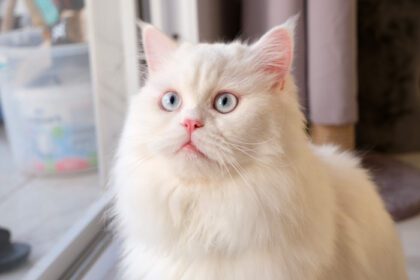 دانلود عکس صورت عروسک ایرانی چینچیلا گربه سفید کرکی حیوان خانگی ناز با چشم آبی