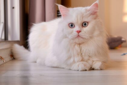 دانلود عکس صورت عروسک ایرانی چینچیلا گربه سفید کرکی حیوان خانگی ناز با چشم آبی