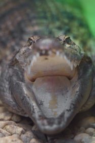 دانلود عکس تمساح فیلیپینی با دهان باز