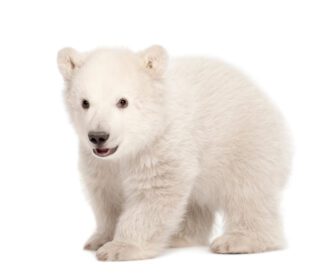دانلود عکس پرتره توله خرس قطبی سه ماهه ursus maritimus