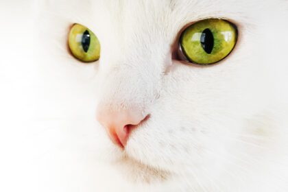 دانلود عکس پرتره گربه سفید با چشمان زرد