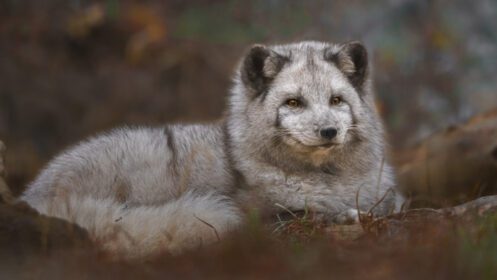 دانلود عکس پرتره روباه قطبی
