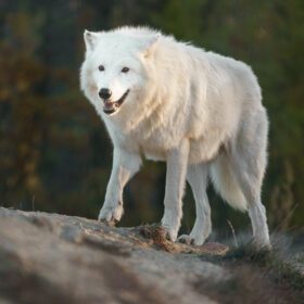 دانلود عکس پرتره گرگ قطبی