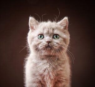 دانلود عکس پرتره بچه گربه بریتانیایی