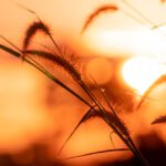 سبد خرید و پرداخت