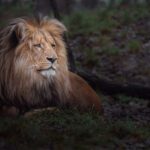 دانلود عکس باتلاق ذخیره گاه طبیعی روبکه
