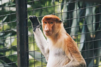 دانلود عکس پرتره میمون پروبوسیس نر در منطقه حفاظت شده