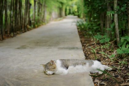 دانلود عکس پرتره گربه خوابیده با پس زمینه تار باغ بامبو و کف سیمانی